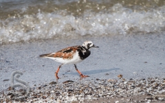 Ruddy Turnstone