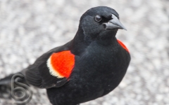 Redwing Balckbird