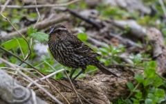 Redwing Blackbird (F)