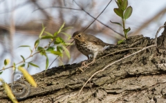 Wood Thrush