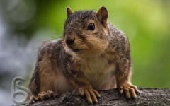 Grey Squirrel