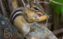 Eastern Chipmunk