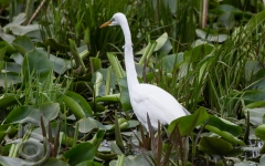 Great Egret