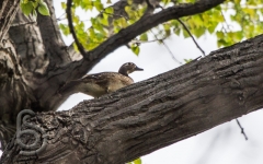 Wood Duck (F)