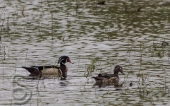 Wood Duck