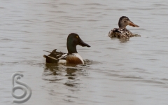 Northern Shoveler