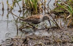 Dunlin