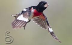 Rose-breasted Grosbeak