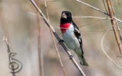 Rose-breasted Grosbeak