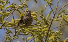 Rose Breasted Grosbeak