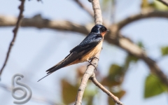 Barn Swallow