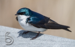 Tree Swallow