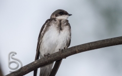 Bank Swallow