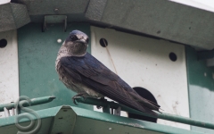 Purple Martin