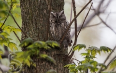 Eastern Screech Owl