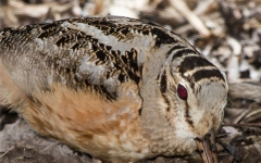 American Woodcock