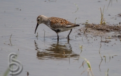 Dunlin