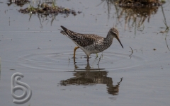 Solitary Sandpiper