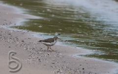 Spotted Sandpiper