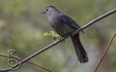 Grey Catbird