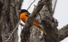 Baltimore Oriole