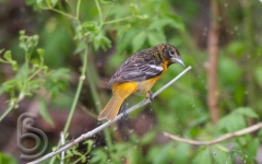 Baltimore Oriole (F)