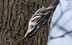 Black & White Warbler