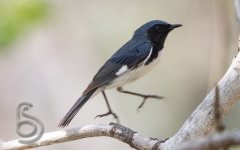 Black Throated Blue Warbler