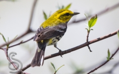 Black Throated Green Warbler