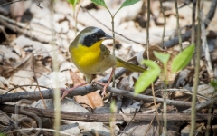 Common Yellowthroat