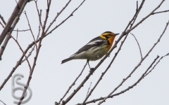 Blackburnian Warbler