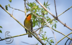 Blackburnian Warbler