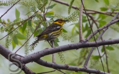 Cape May Warbler