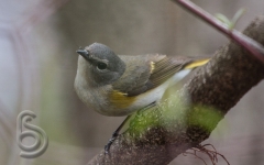 Nashville warbler