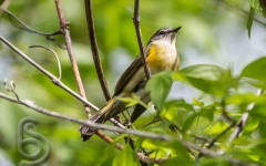 Nashville warbler