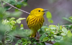 Yellow Warbler