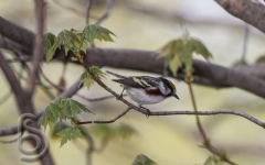 Chestnut Sided Warbler