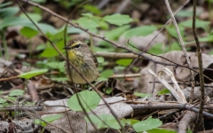 Palm Warbler