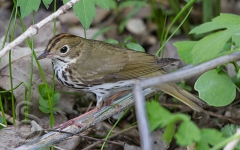 Ovenbird