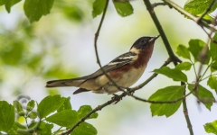 Bay-Breasted Warbler