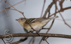 Bay-breasted Warbler (F)