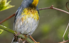 Northern Parula Warbler