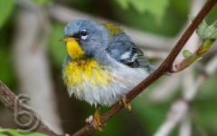 Northern Parula Warbler