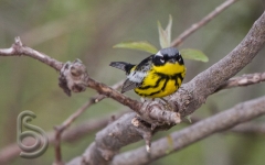 Magnolia Warbler