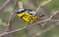 Magnolia Warbler