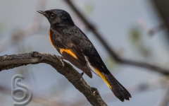 American Redstart