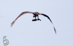 Osprey