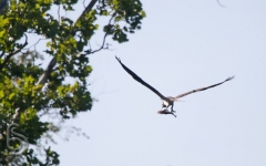 Osprey