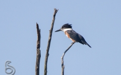 Kingfisher