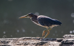 Green Heron